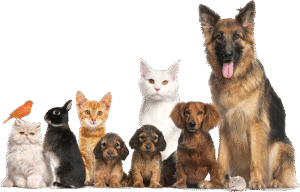 ŚWIATOWY DZIEŃ ZWIERZĄT