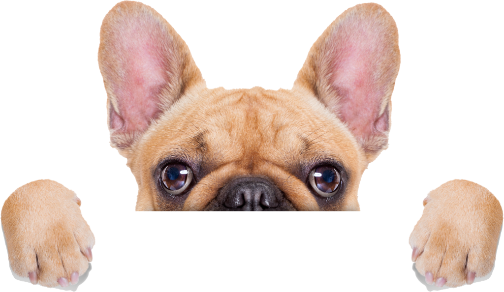 WOLONTARIAT W SCHRONISKU DLA ZWIERZĄT W KICZAROWIE